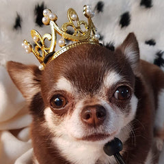 Silver Effect Mini Crown for chihuahuas and Small Dogs Queens Platinum Jubilee