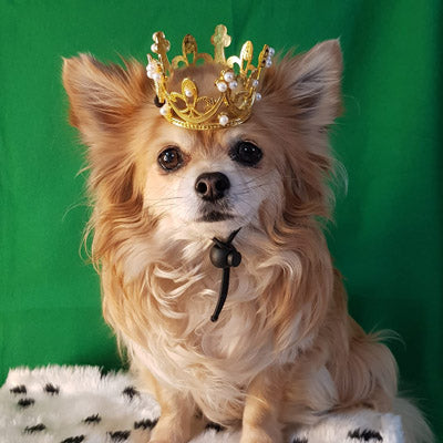Gold Effect Mini Crown for chihuahuas and Small Dogs Queens Jubilee Princess Hat