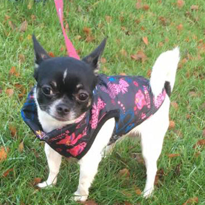 Padded Small Dog Chihuahua Gilet Coat Stars & Hearts - My Chi and Me