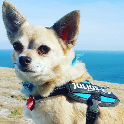 Julius K9 IDC Powerharness for Puppies and Chihuahuas Aquamarine - My Chi and Me