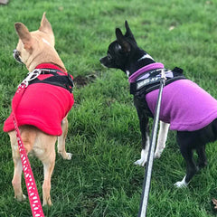 Chihuahua or Small Dog Fleece Jumper with D Rings For Leash Red - My Chi and Me