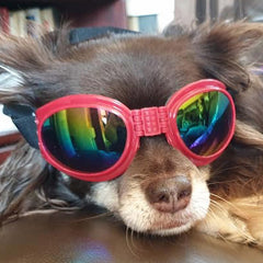 Doggles Dog Goggles for Larger Chihuahuas and Small Dogs - My Chi and Me