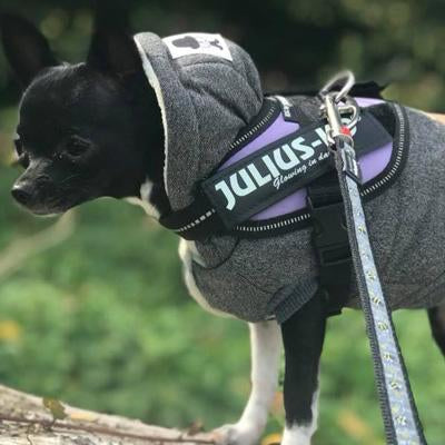 Super Soft Padded Chihuahua or Small Dog Coat Blue