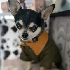 Urban Pup Chihuahua Puppy Chihuahua or Small Dog Forest Green Town and Country Quilted Dog Coat