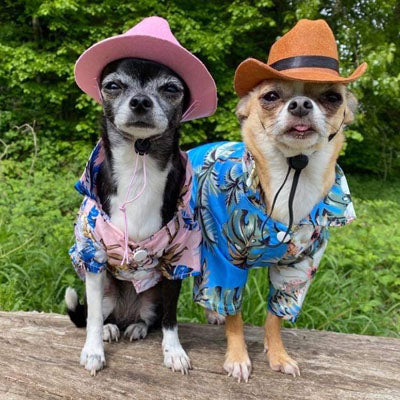 Blue Palms Hibiscus Print Quickdry Hawaiian Shirt for Puppies Chihuahuas or Small Dogs