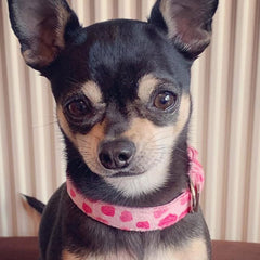 Pink Hearts Collar by Urban Pup Chihuahua Clothes and Accessories at My Chi and Me