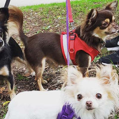 Small Dog Vest Harness and Lead Set Red Mesh Reflective - My Chi and Me