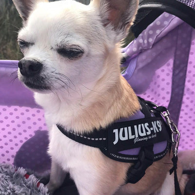 mini julius k9 harness