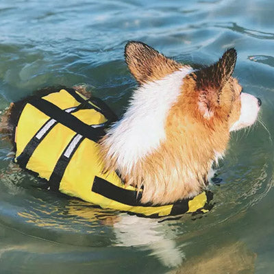 Pet Life Jacket Buoyancy Aid for Chihuahuas or Small Dogs Yellow Chihuahua Clothes and Accessories at My Chi and Me