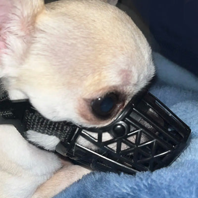 Chihuahua or Small Dog Soft Cage Muzzle Beige or Black
