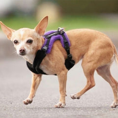 PerfectFit 15mm Two Piece Complete Harness XXS-8 for Medium Chihuahuas and Toy Breeds 37-49cm