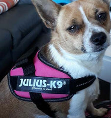 Julius K9 IDC Powerharness for Puppies and Chihuahuas Dark Pink - My Chi and Me