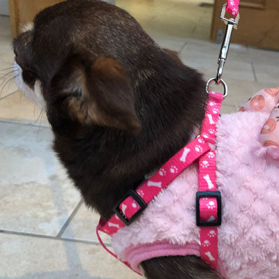 Chihuahua Puppy or Small Chihuahua Harness and Lead Set Paws & Bones Pink Light Weight Webbing Chihuahua Clothes and Accessories at My Chi and Me