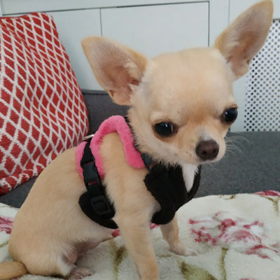 Tiny PerfectFit Complete Harness 1-2 for Chihuahua Puppies and Tiny Chihuahuas 24-30cm Chest 9 COLOURS Chihuahua Clothes and Accessories at My Chi and Me