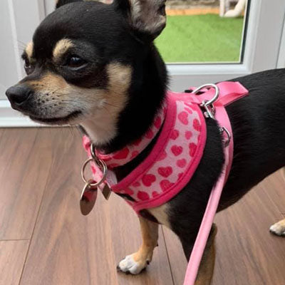 Pink Hearts Collar by Urban Pup Chihuahua Clothes and Accessories at My Chi and Me