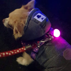 LED Flashing Small Dog Collar or Chihuahua Harness Light Battery Operated 9 COLOURS - My Chi and Me