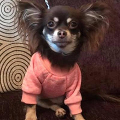 Chihuahua Puppy and Small Dog Knitted Cosy Fleece Lined Jumper 8 COLOURS Small Chihuahua Clothes and Accessories at My Chi and Me