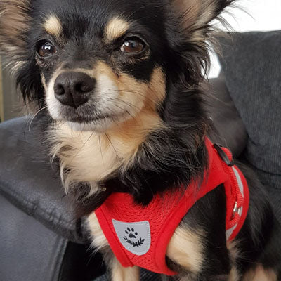 Small Dog Vest Harness and Lead Set Red Mesh Reflective - My Chi and Me