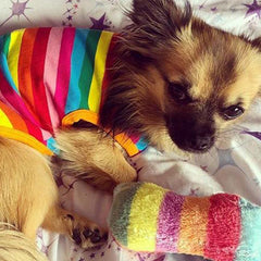 Chihuahua or Small Dog Rainbow Striped Pride T Shirt Chihuahua Clothes and Accessories at My Chi and Me