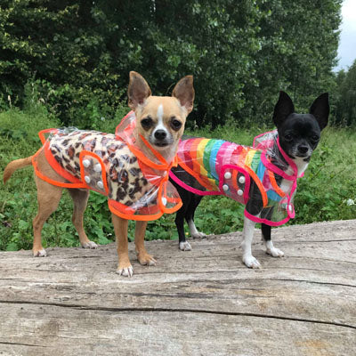 Pink Edged Waterproof Raincoat for Chihuahuas and Small Dogs - 3 SIZES Chihuahua Clothes and Accessories at My Chi and Me