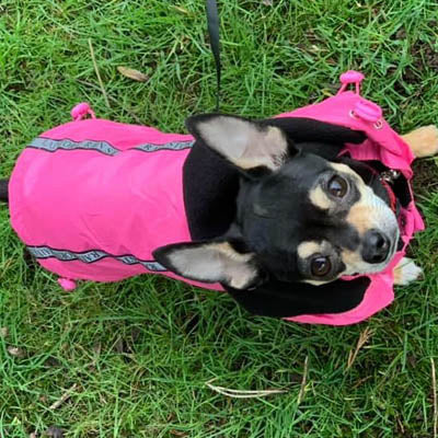 Urban Pup Chihuahua Puppy Chihuahua or Small Dog Coat Pink Rainstorm Jacket Chihuahua Clothes and Accessories at My Chi and Me