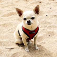 Puppia Soft Mesh Chihuahua Small Dog Harness A Red and Black 3 Sizes Chihuahua Clothes and Accessories at My Chi and Me