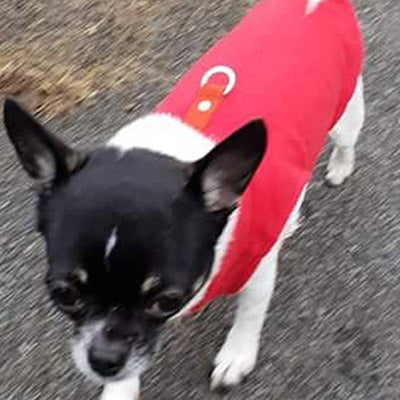 Chihuahua or Small Dog Fleece Jumper with D Rings For Leash Red - My Chi and Me