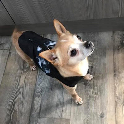 Padded Small Dog Chihuahua Gilet Coat Black Skulls - My Chi and Me