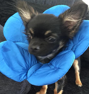 Post Surgery Soft Protective Flower Collar Blue - My Chi and Me