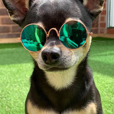 Small Dog Sunglasses Chihuahuas Shades 8 COLOURS My Chi and Me