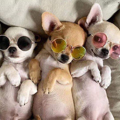 Small Dog Sunglasses Chihuahuas Shades 8 COLOURS - My Chi and Me
