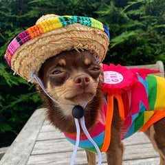 Small Dog Chihuahua Mexican Sombrero Hat Chihuahua Clothes and Accessories at My Chi and Me