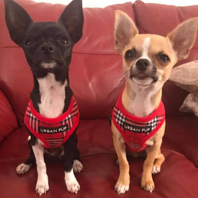 Red Checked Tartan Harness by Urban Pup - My Chi and Me