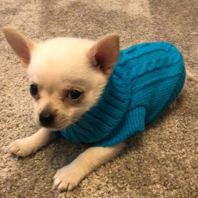 Soft Turquoise Cable Knit Chihuahua Puppy Jumper Chihuahua Clothes and Accessories at My Chi and Me