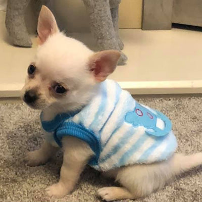 Chihuahua Puppy Fluffy Striped Blue and White Vest with Rocking Horse 4 Sizes - My Chi and Me