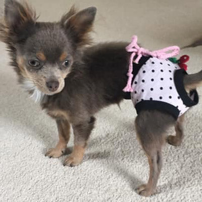 Chihuahua Season Pants Lightweight Sanitary Menstruation Knickers 3 COLOURS Chihuahua Clothes and Accessories at My Chi and Me