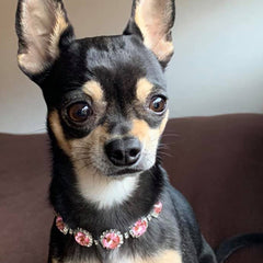 Chihuahua Bling Necklace Small Dog Pink Swarovski Crystal Collar 2 SIZES Chihuahua Clothes and Accessories at My Chi and Me
