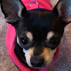 Chihuahua or Small Dog Fleece Jumper with D Rings For Leash Pink - My Chi and Me