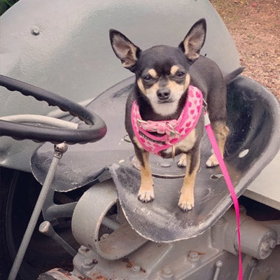 Pink Hearts Harness by Urban Pup - My Chi and Me