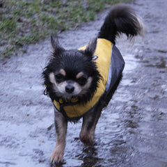 Small Dog Waterproof Reflective Adjustable Velcro Coat Yellow and Grey - My Chi and Me