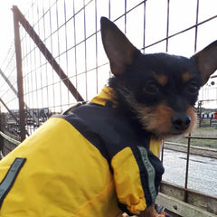 Urban Pup Chihuahua Puppy Chihuahua or Small Dog Black & Yellow Trailfinder Windbreaker Jacket Chihuahua Clothes and Accessories at My Chi and Me