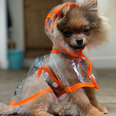 Waterproof Raincoat for Puppies and Small Dogs Orange Trim 5 Sizes
